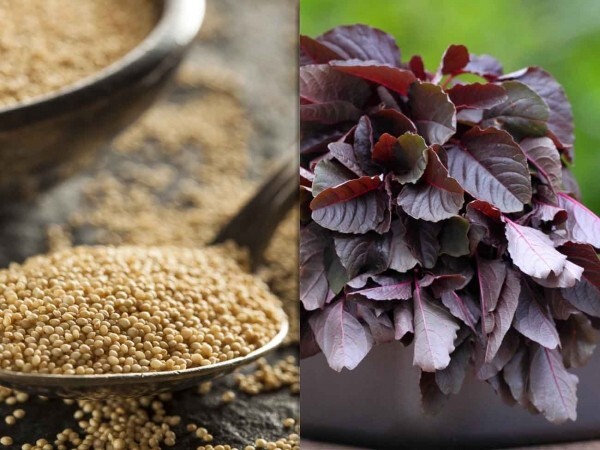 1000+ Organic Non-GMO Red Garnet Amaranth Seeds- Seeds Of Tomorrow
