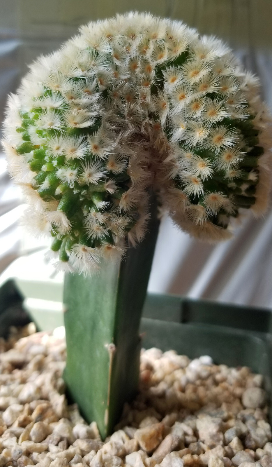 Robust, Gorgeous Mammillaria Carmanae Crest – a Must Have in any Collection