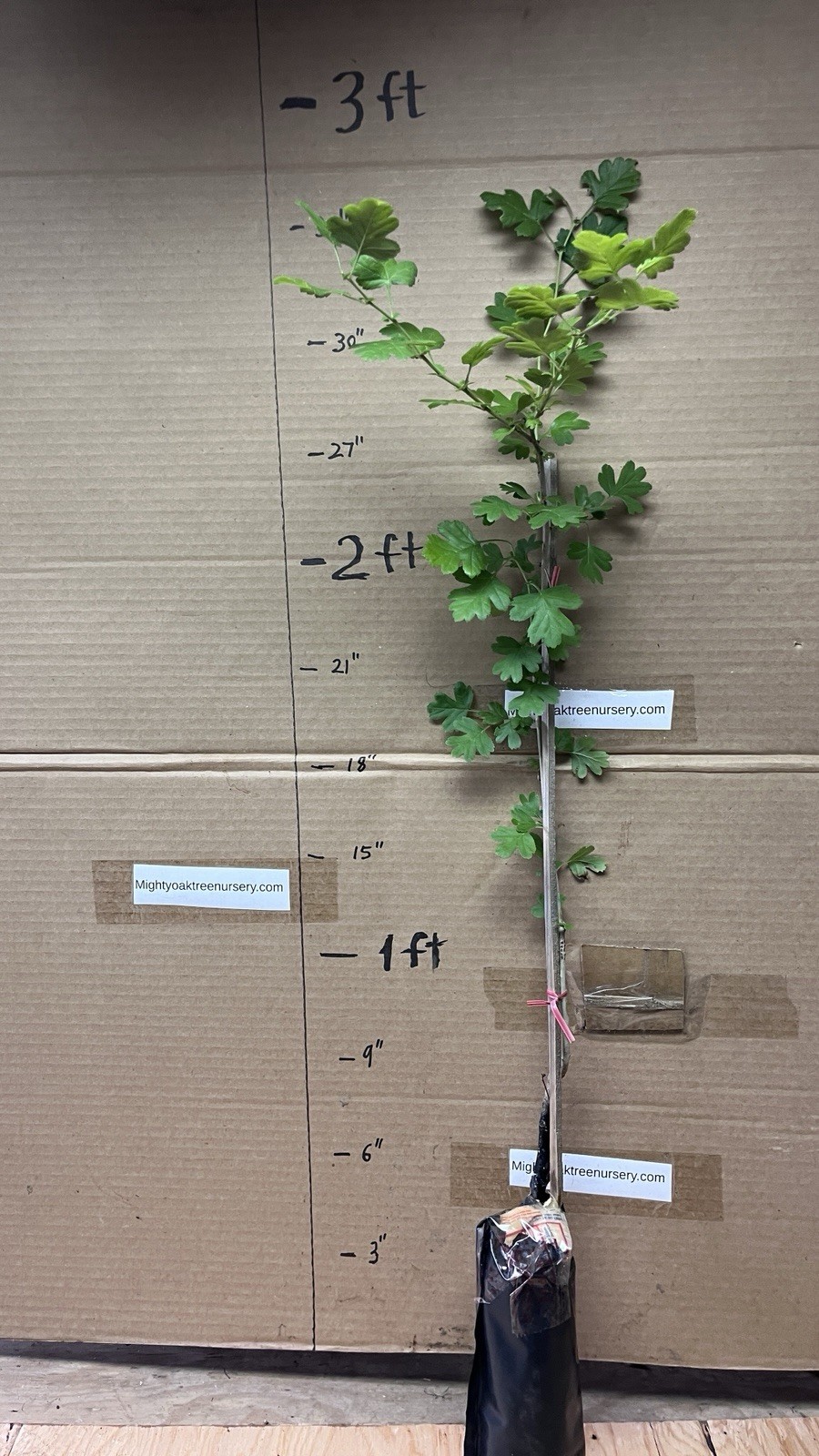 30-40″ tall Golden Girl black hawthorn (Crataegus sp.) 2 year old grafted plant