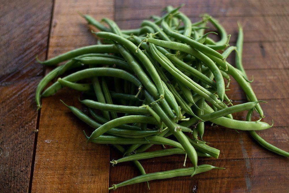 Bean Tendergreen Bush Bean Seeds ,”COOL BEANS N SPROUTS” Brand. Home Gardening.