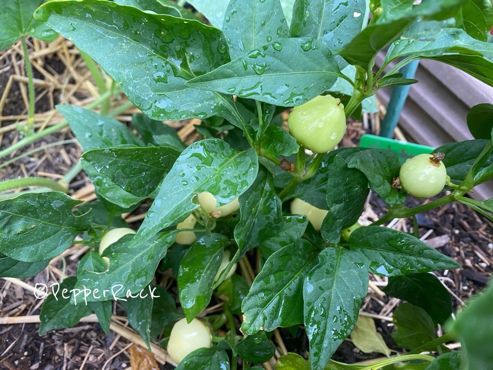 RARE✿ NEW! Turkish Heirloom Biberiye Hot Pepper 15 Seeds ● Great for Pickling