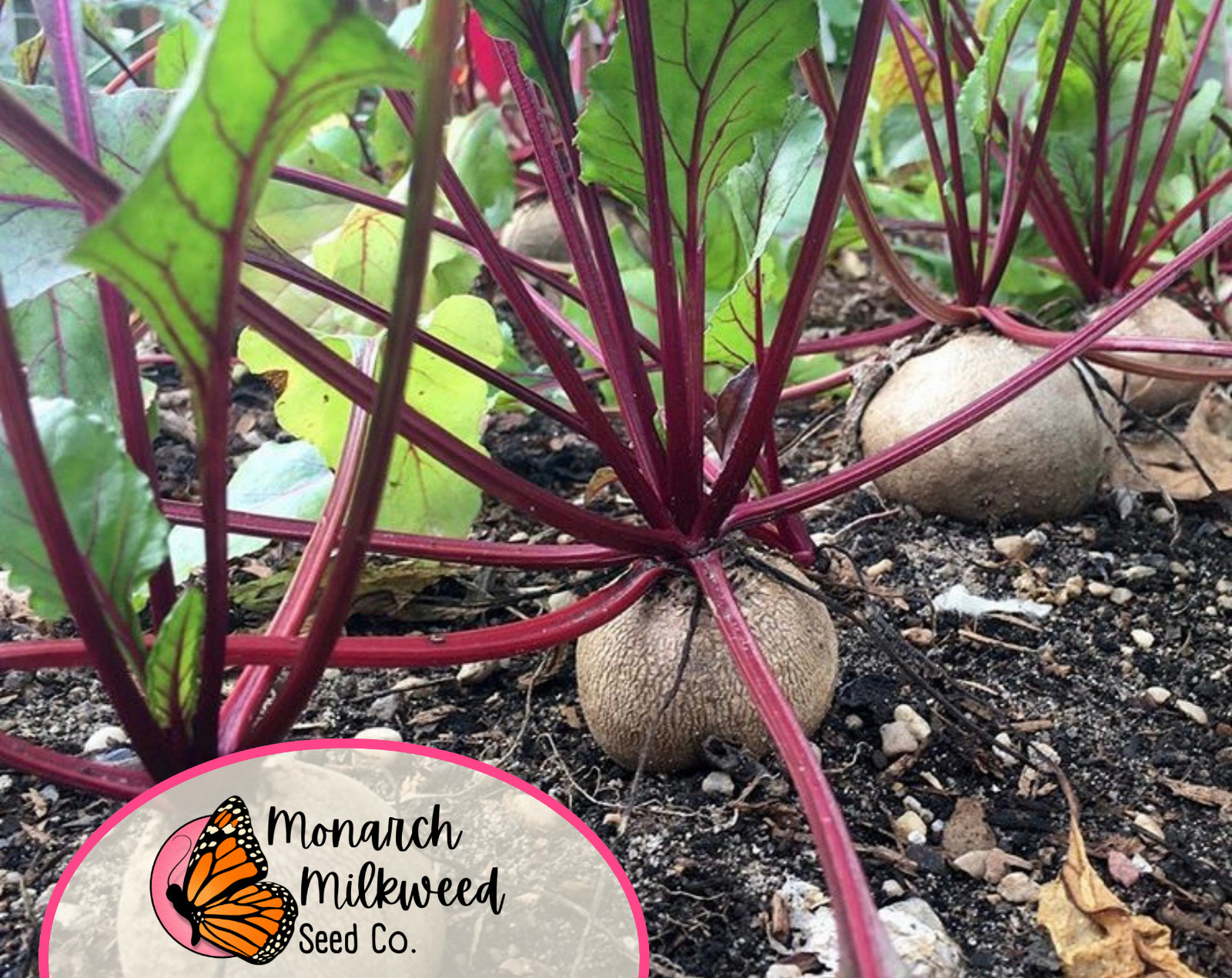 550+ Beet Seeds ‘Detroit Dark Red’ | Heirloom, Non-GMO, Vegetable Garden Seeds