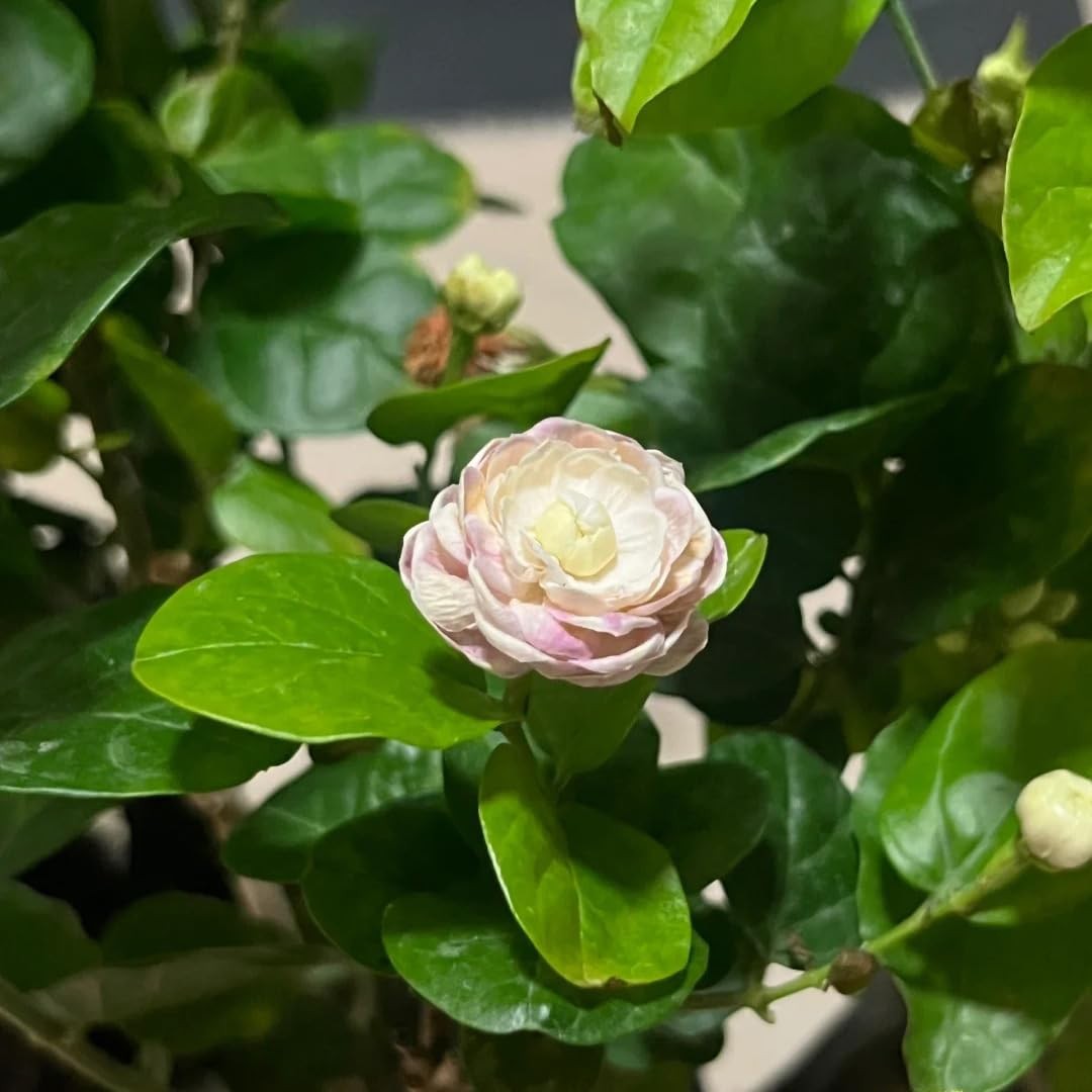 Jasmine Flower Seeds Sambac 300+ Double Fragrant Heirloom