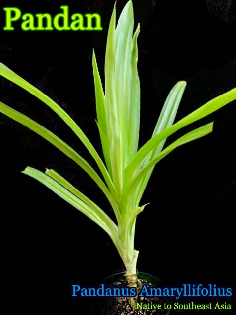 ~FRAGRANT PANDAN~ Pandanus Amaryllifolius UNIQUE SPICE Bigger 6-12+in PLANT