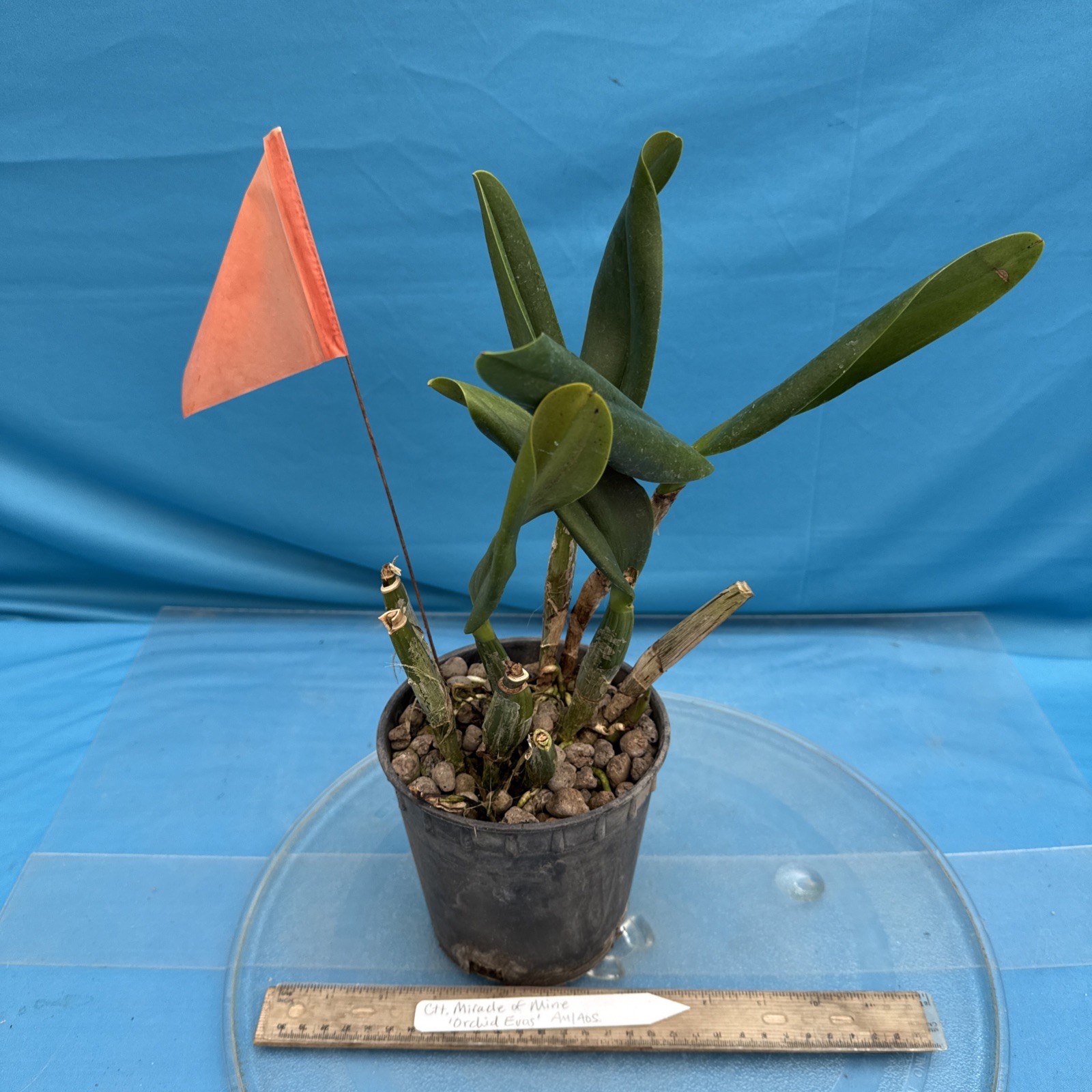 Cattlianthe Miracle Of Mine ‘O.E.’ AM/AOS Orange Yellow BS Orchid Eros 5.5” Pot