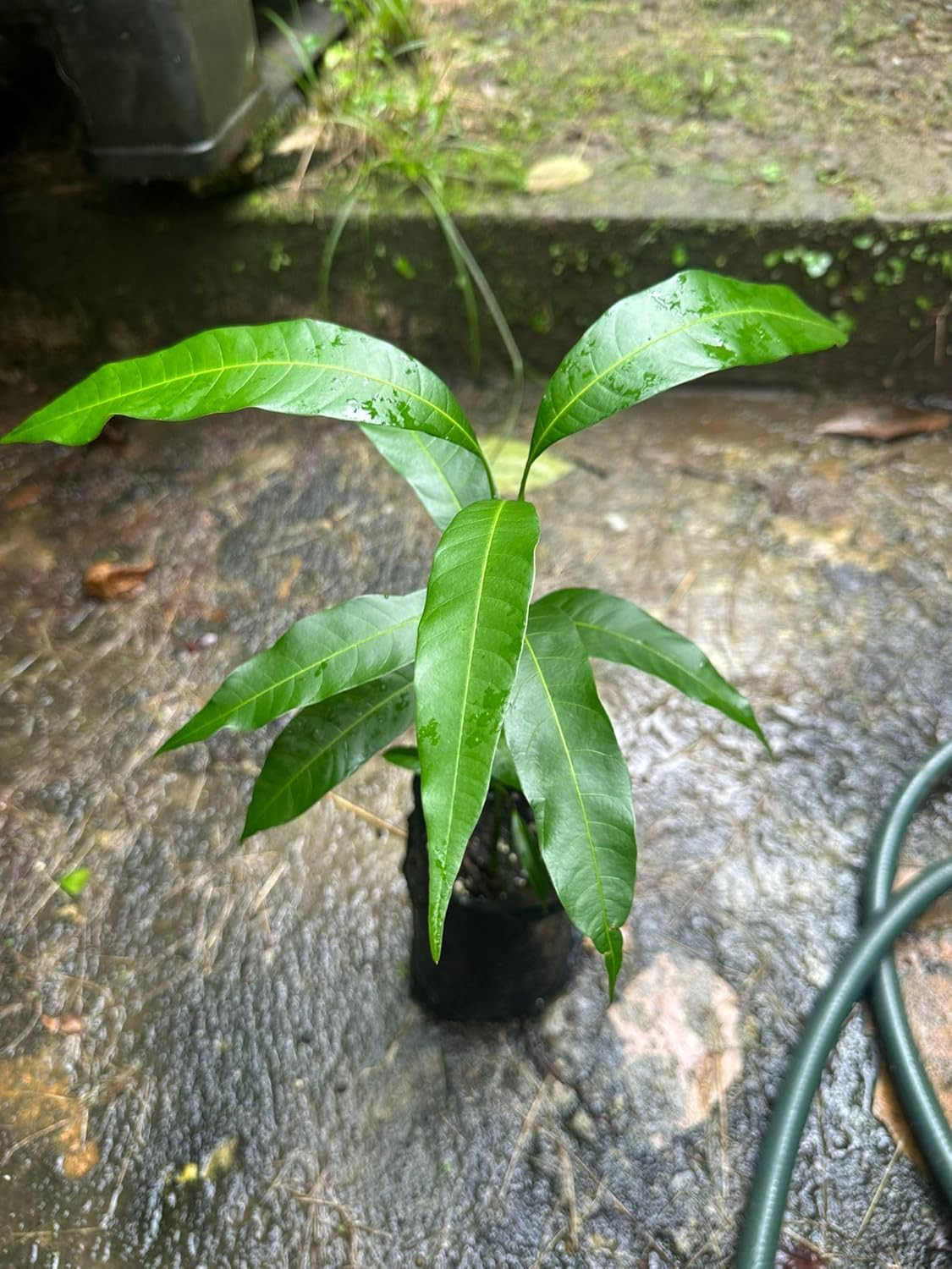 Pickering Mango Tree 8-12 In Tall – Dwarf Tropical Fruit (Mangifera Indica) Tree