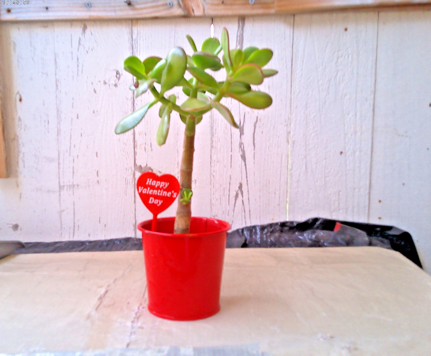 Crassula Ovata JADE 8″ Live Rooted Money Friendship Plant in a Planter w/ pick
