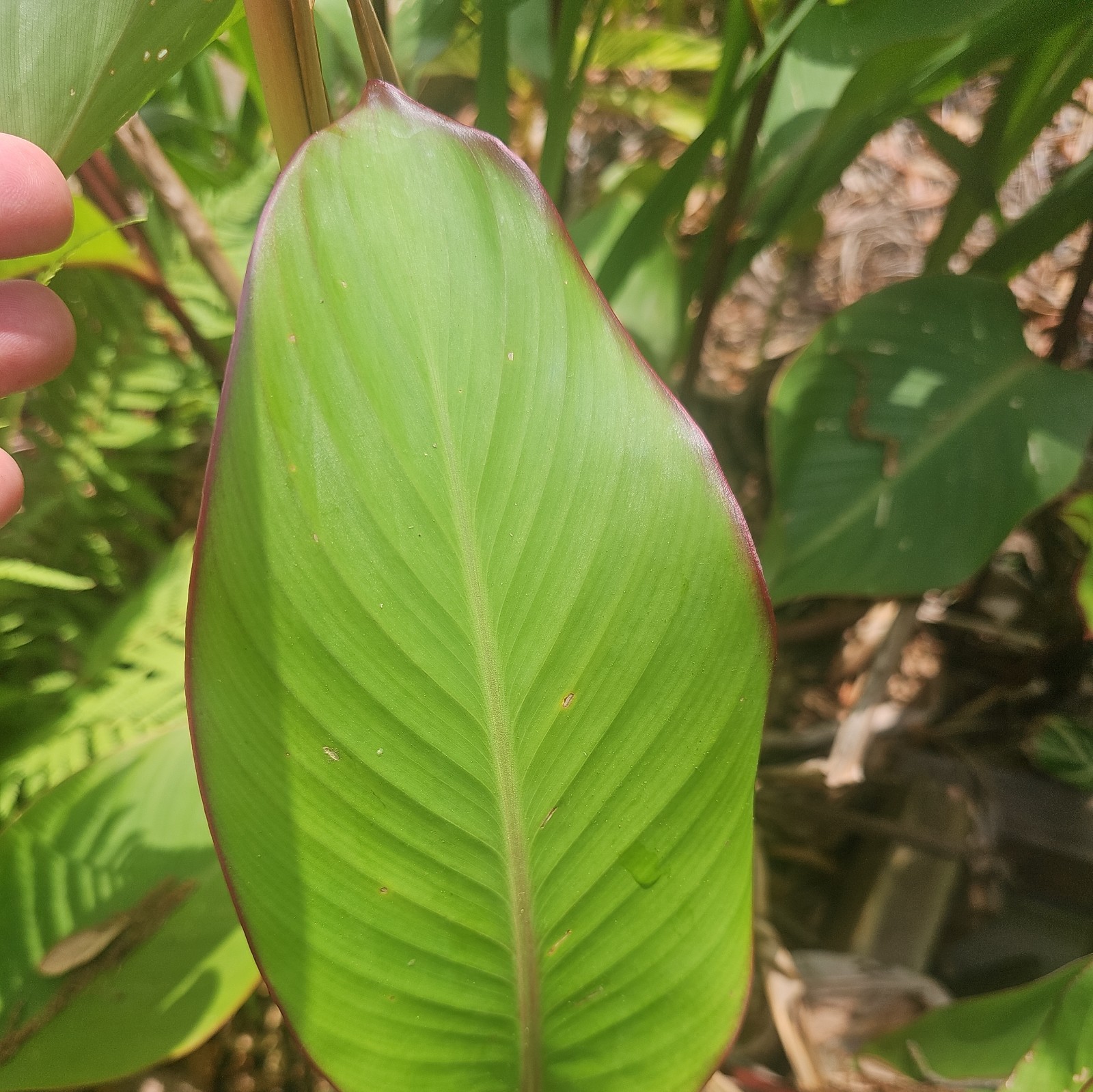 15 CANNA LILLIES BULBS TALL RED FLOWER GREEN/ PURPLE LEAVES PURPLE STALKS