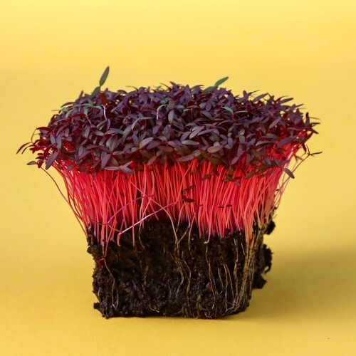 Amaranth Seeds, Red Garnet Amaranth Grain , Seeds to plant in your home garden.