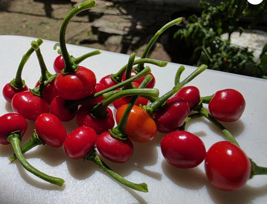 (Seeds) Aji Dulce Sabrosito Puerto Rico, Sweet Pepper, sofrito, fresh seeds