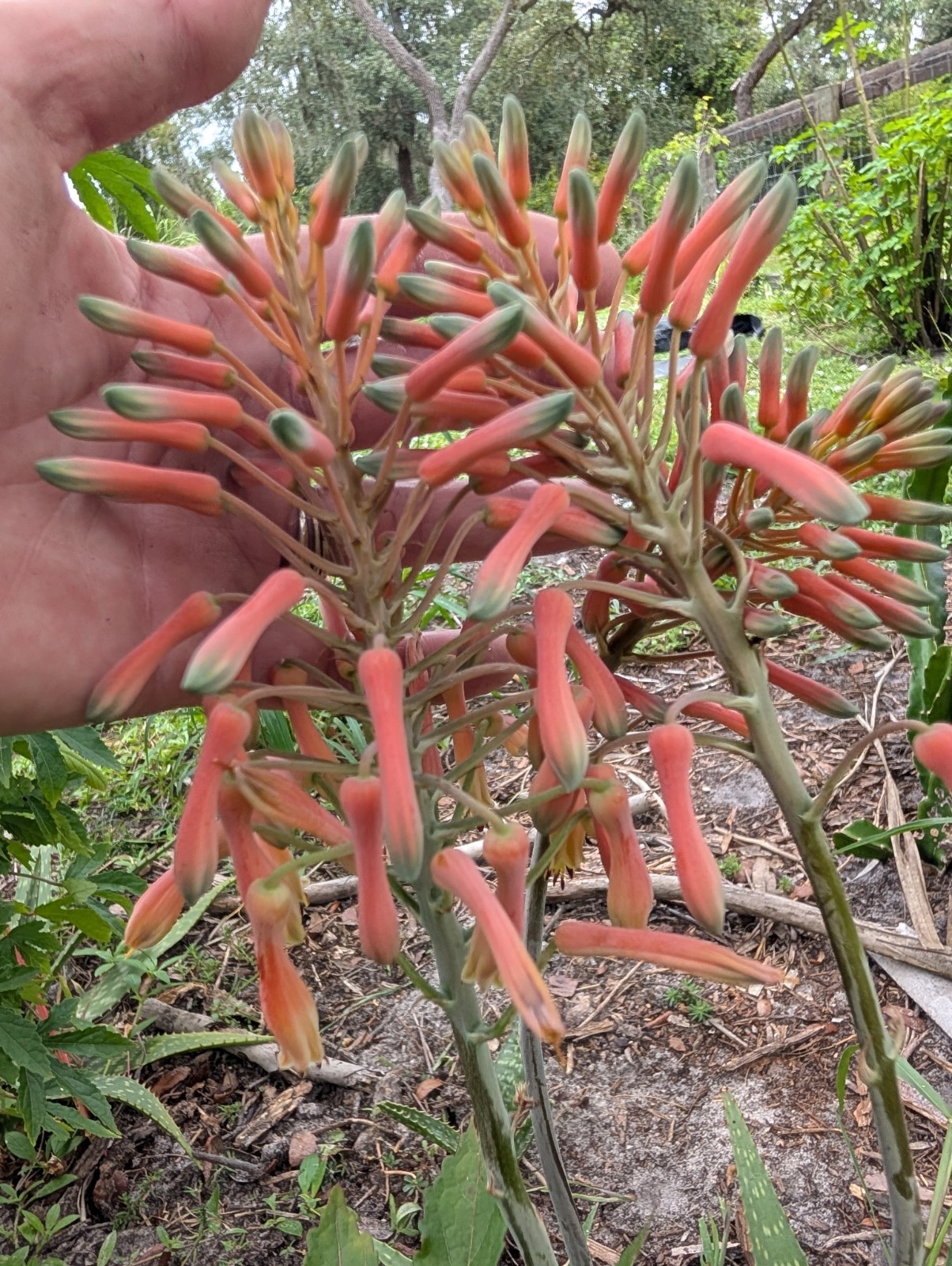 Coral Flowering Soap Aloe maculata Pollinator Plant Succulent 12″+ So Many Uses!