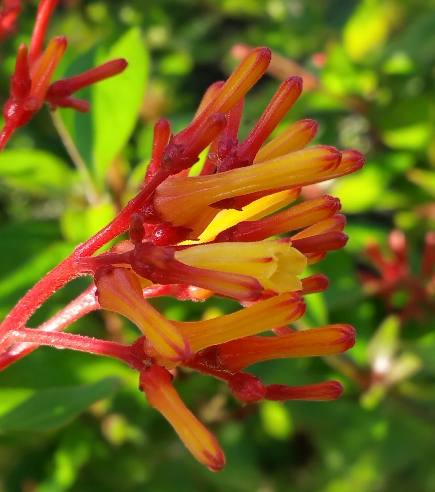 Firefly Dwarf Red Firebush Live Plant Orange Yellow Flower Butterfly Garden