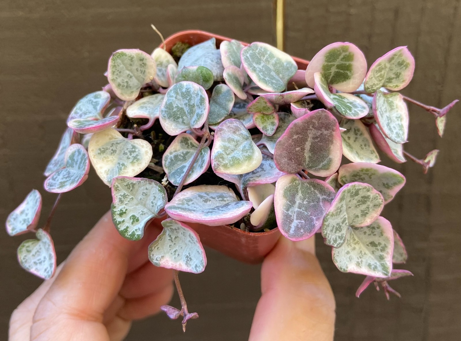 Variegated String of Hearts – FULL 2″ pot
