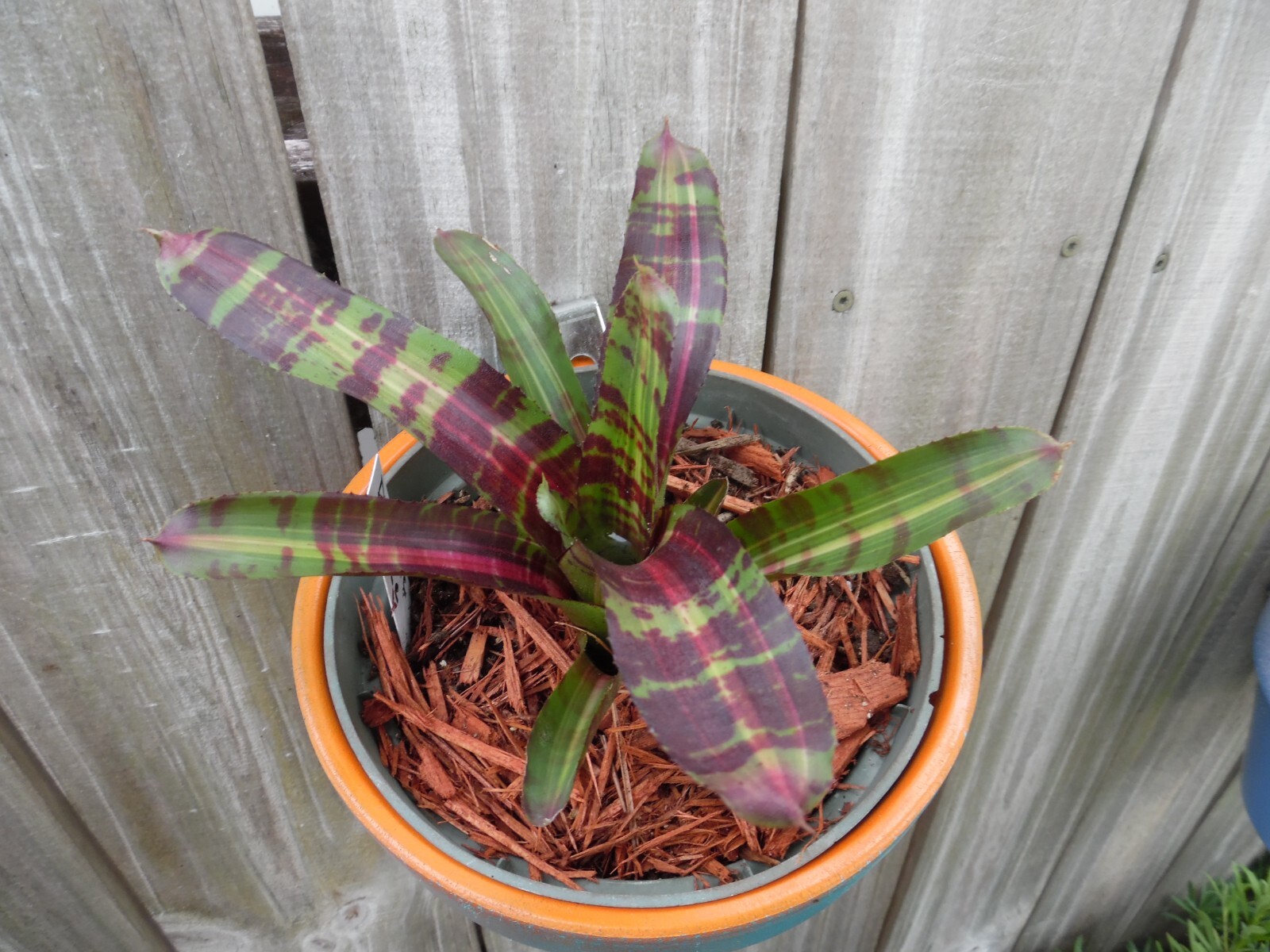 Neoregelia DYNAMIC FORCE Bromeliad one tropical plant *MEDIUM*