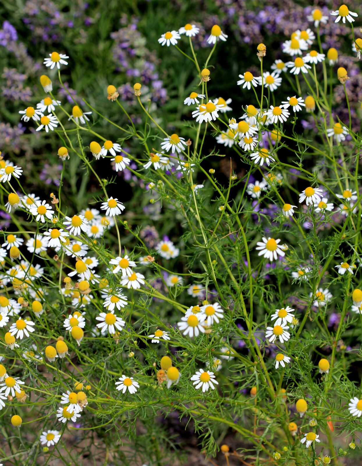 2000 German Chamomile Seeds – Matricaria recutita – Non-GMO Medicinal Herb
