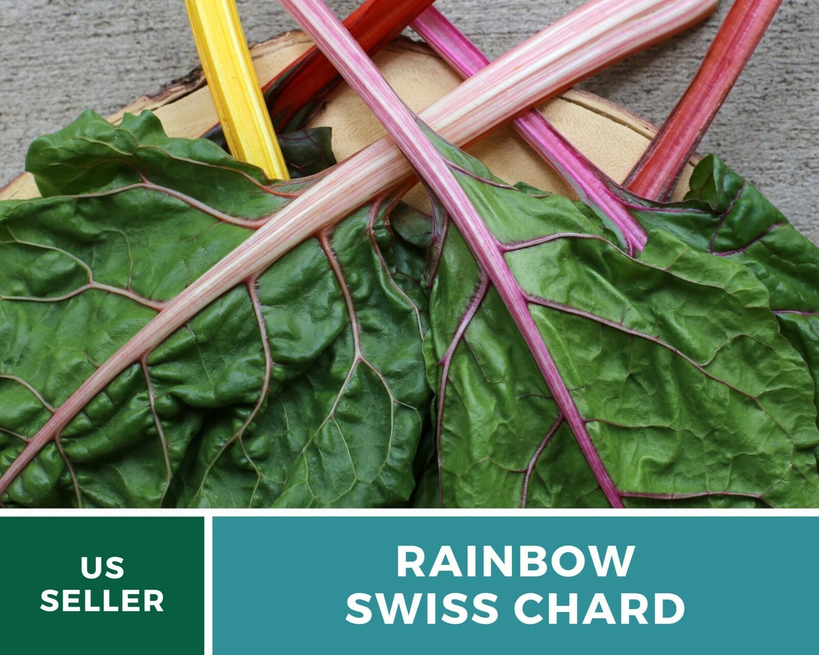 Swiss Chard, Rainbow – Heirloom Seeds – Spring or Fall crop – Non GMO (Beta vulg