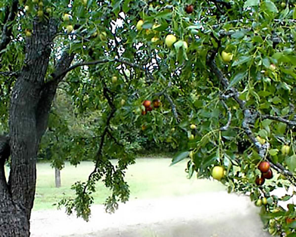 Chinese Date, Ziziphus jujube, Tree Seeds