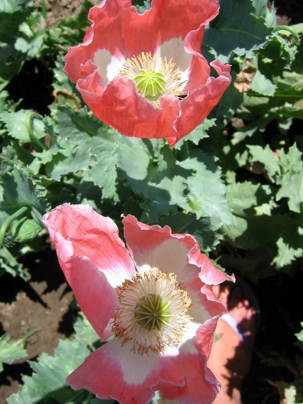 500 Queen’s Poppy Seeds P. Somniferum – Very Rare – Salmon & White Blooms