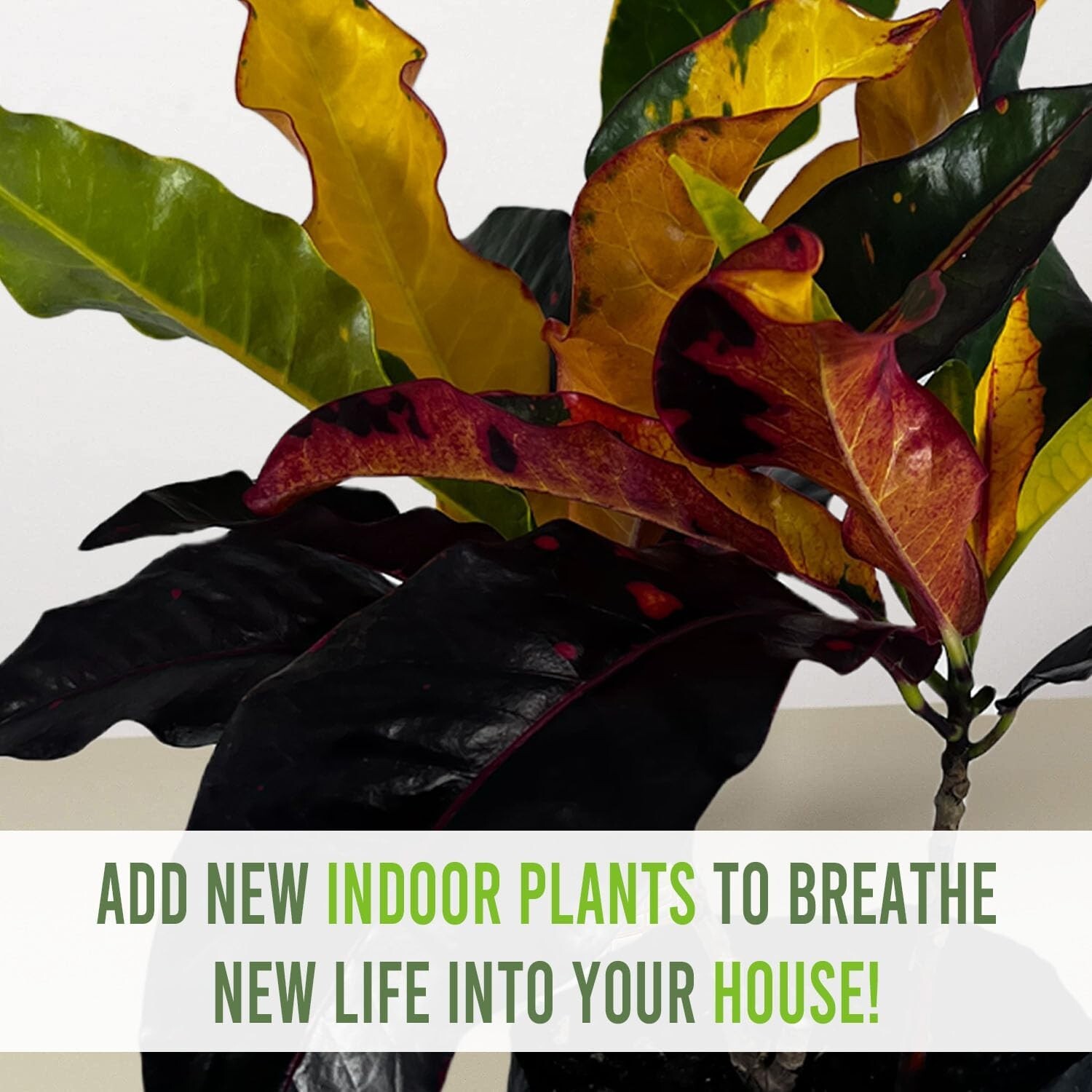 Crotton Monalisa (2pack) by LEAL PLANTS ECUADOR | Tropical Plant |Natural Décor