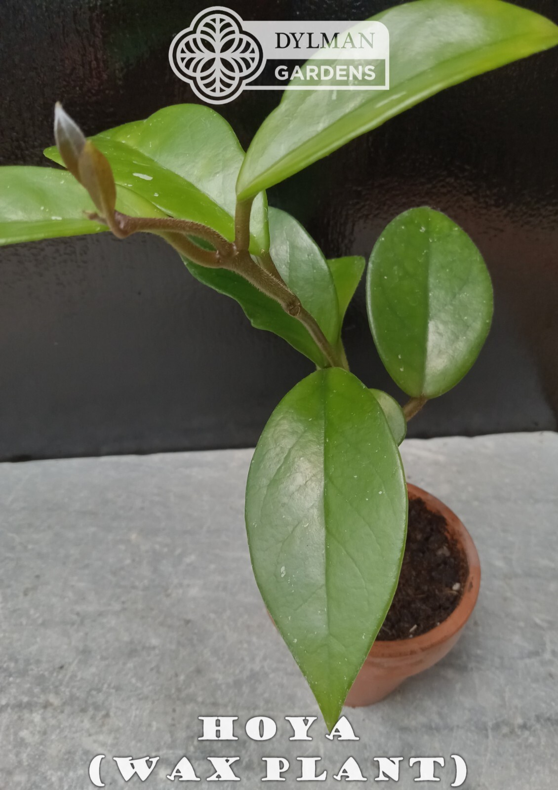 Hoya (Hoya carnosa) – Wax Plant – Porcelainflower – Live Plant – Multiple Sizes