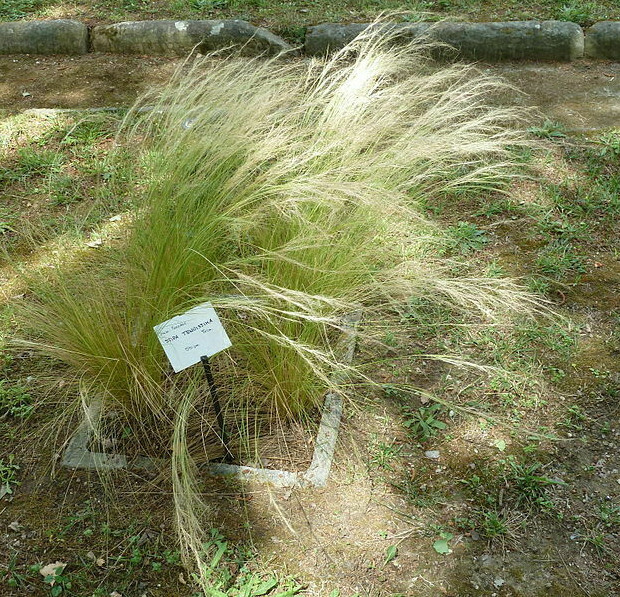 MEXICAN FEATHER GRASS 160 SEEDS STIPA TENUISSMA, HARDY, ORNAMENTAL GRASS USA SEL