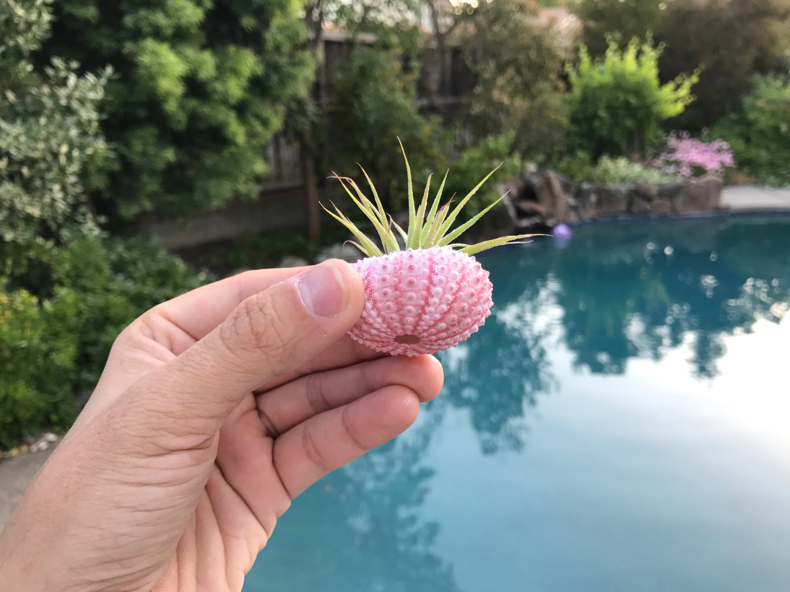 Pink/White Sea Urchin Shell + Air Plant