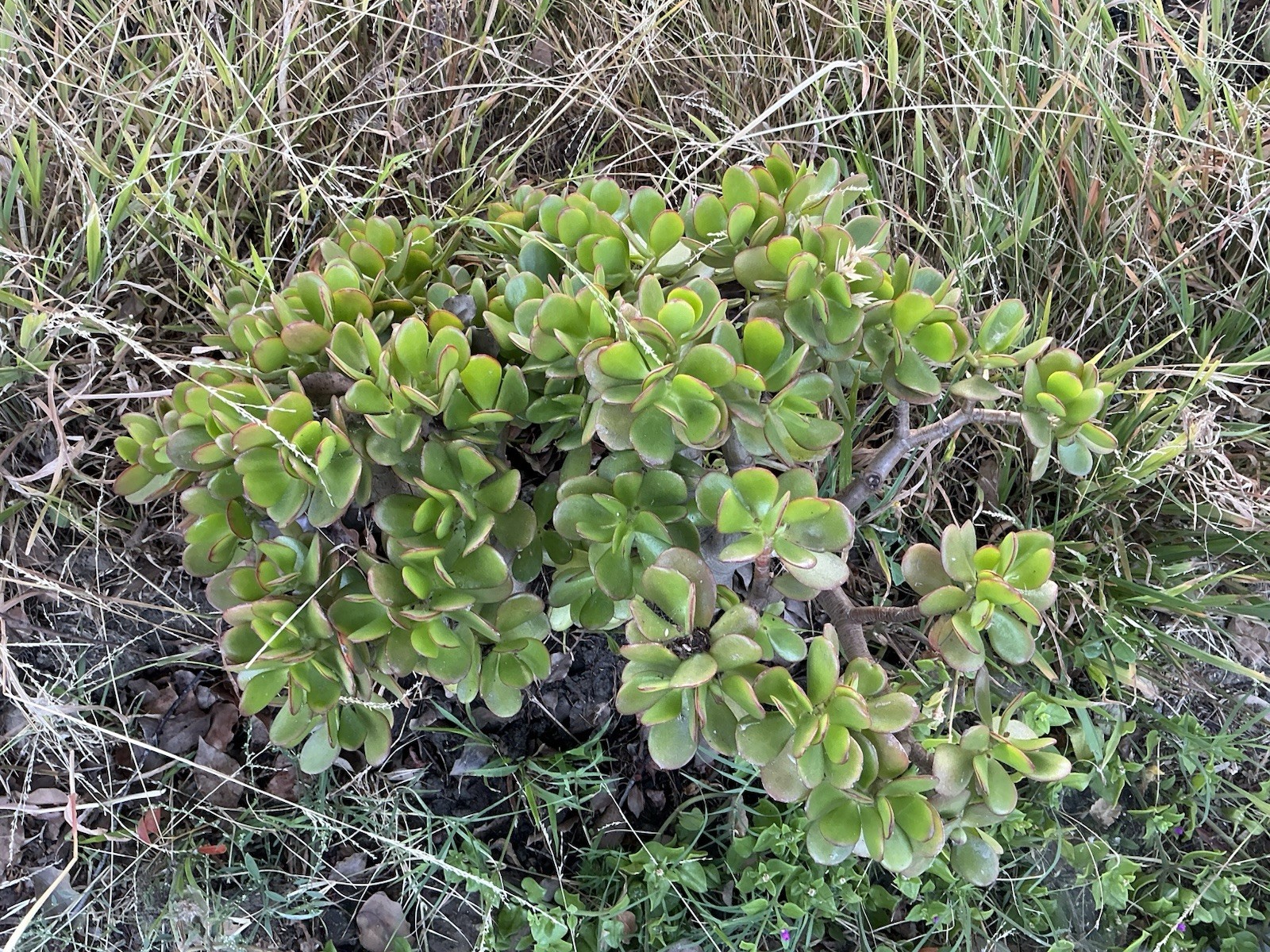 Lot Of 2 green Crassula Ovata Jade Plants , Rooted 15” To 17” tall with roots