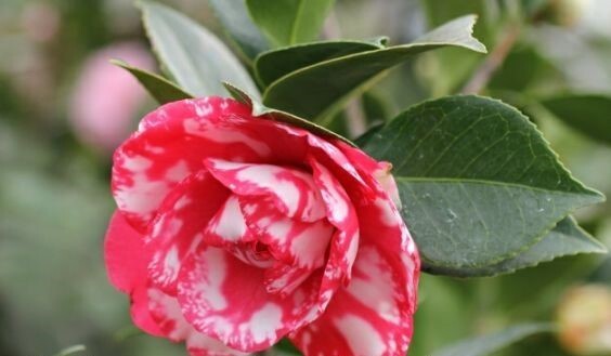 Vulcan Variegared~~Unique Bloom**Camellia Japonica-Live Starter Plant