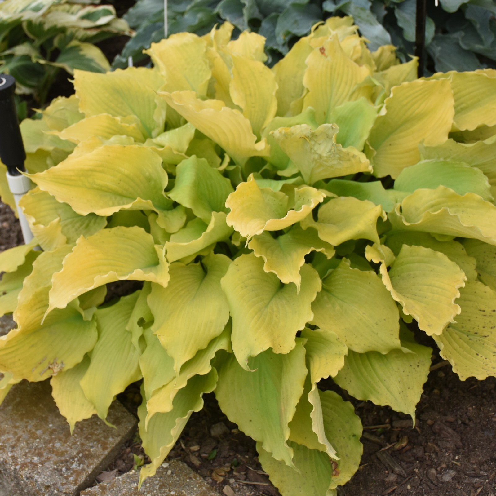 Hosta Echo the Sun Well Rooted 5.25″ Pot Perennial Plant Shade Proven Winners