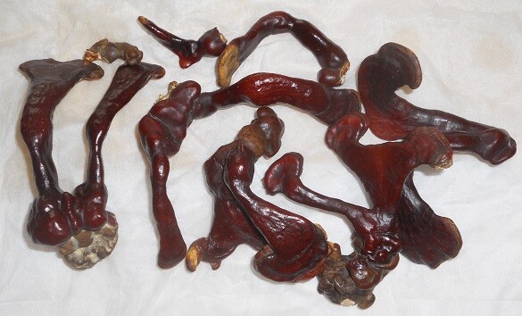 REISHI mushroom spores spawn/mycelium (on dry seeds) 20 grams