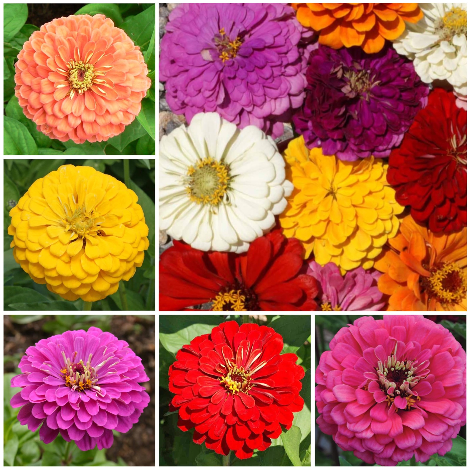 Zinnia Seeds California Giants 5000+ Heirloom Zinnia elegans Bulk Mix Multicolor
