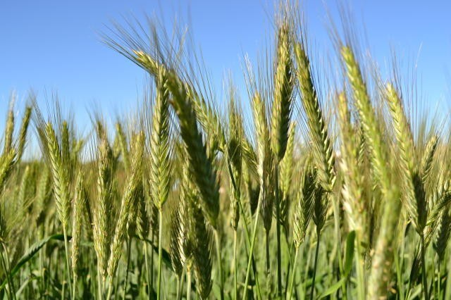 1 lb. Triticale Seed Food Plot Seed Forage Cover Crop Cattle Deer Cat Grass