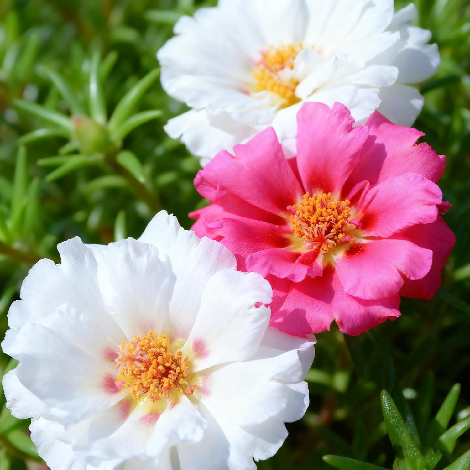 Mixed Color Portulaca Grandiflora Seeds, 10000 Double Moss Rose Seeds for Planti