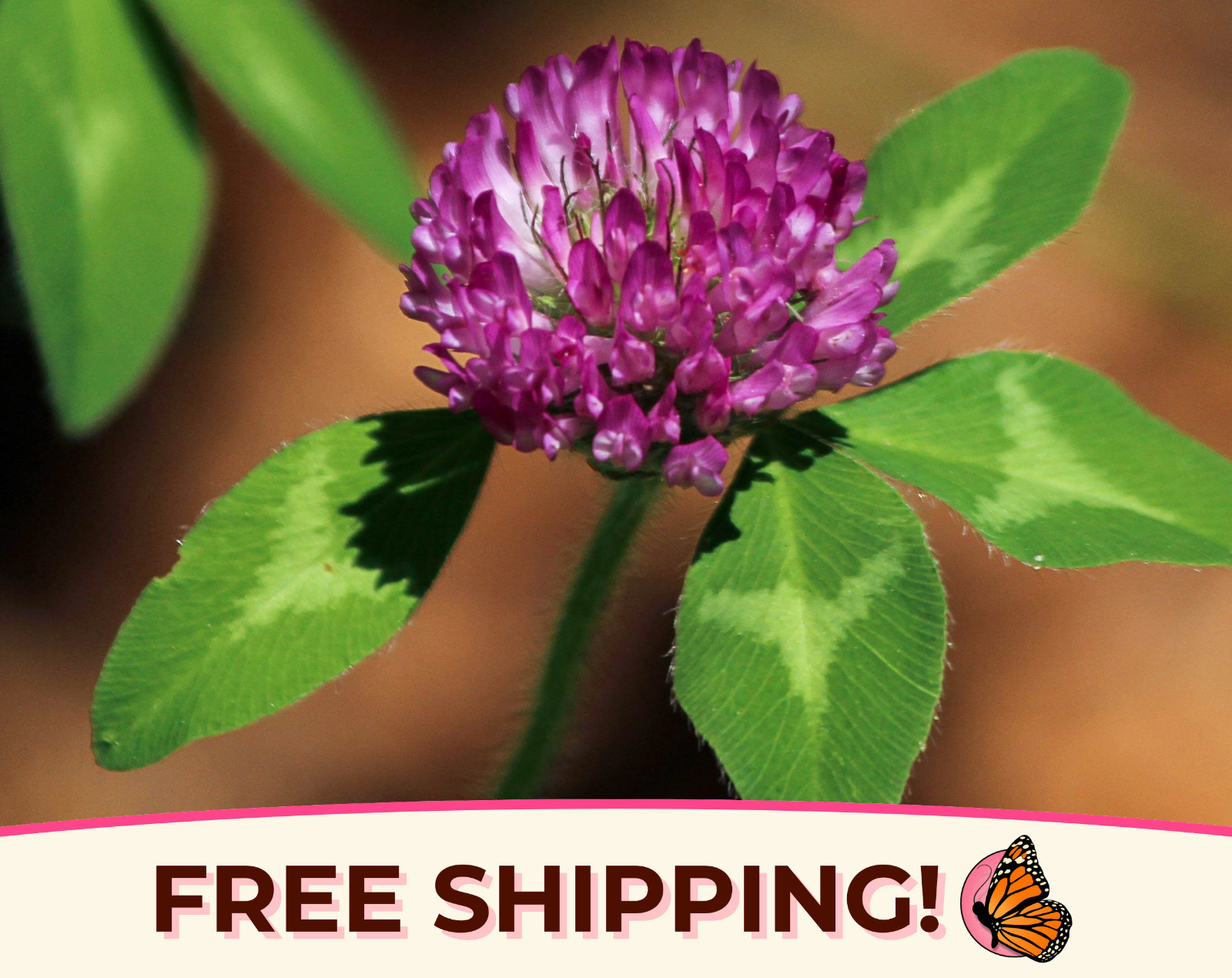 5700+ Mammoth Red Clover Seeds | Flower Gardening Pollinator Plant Seed Packet