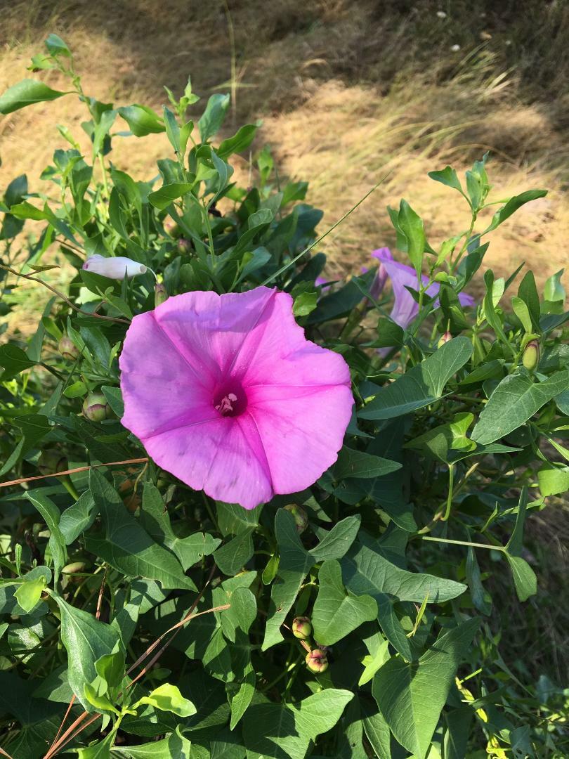 WILD PINK Morning Glory Flower VERY PRETTY VINE 25 Seeds USA Seller