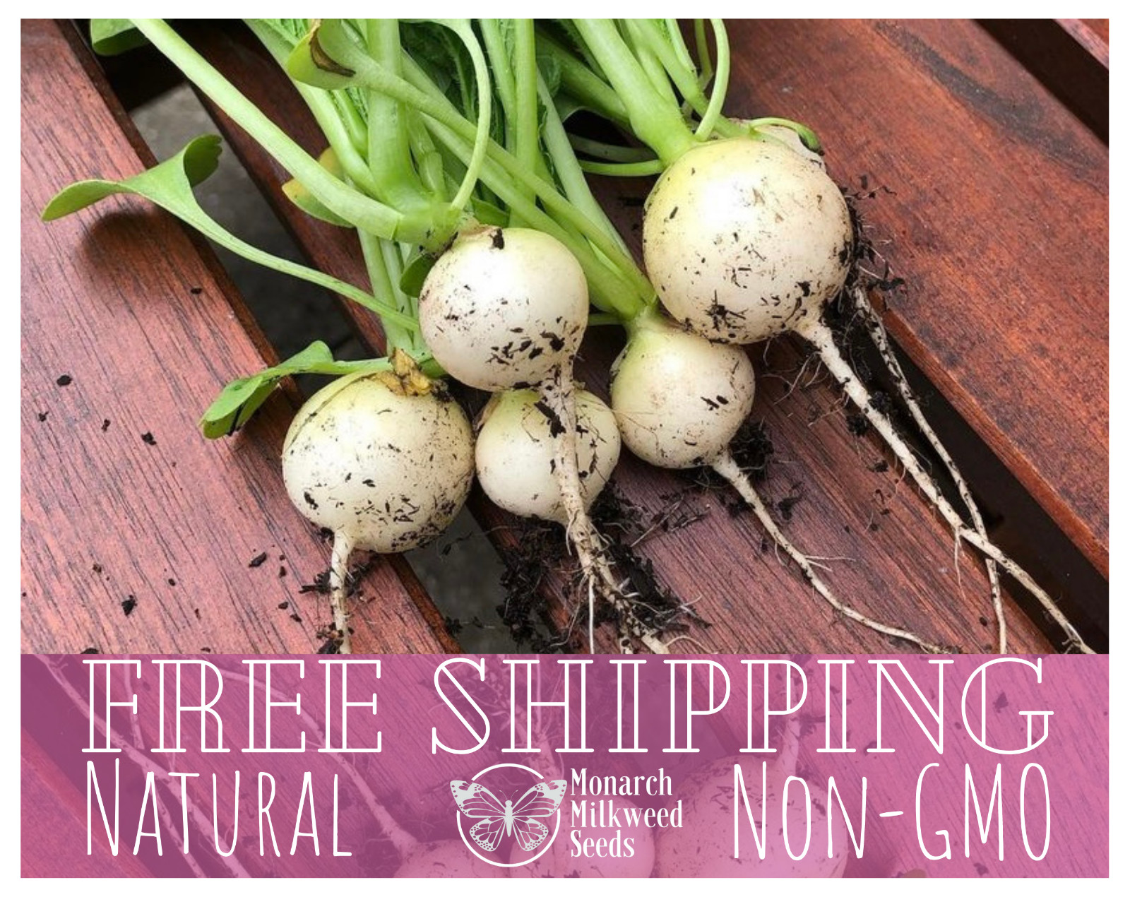 725+ Radish Seeds ‘White Hailstone’ | Heirloom, Non-GMO, Vegetable Garden Seed