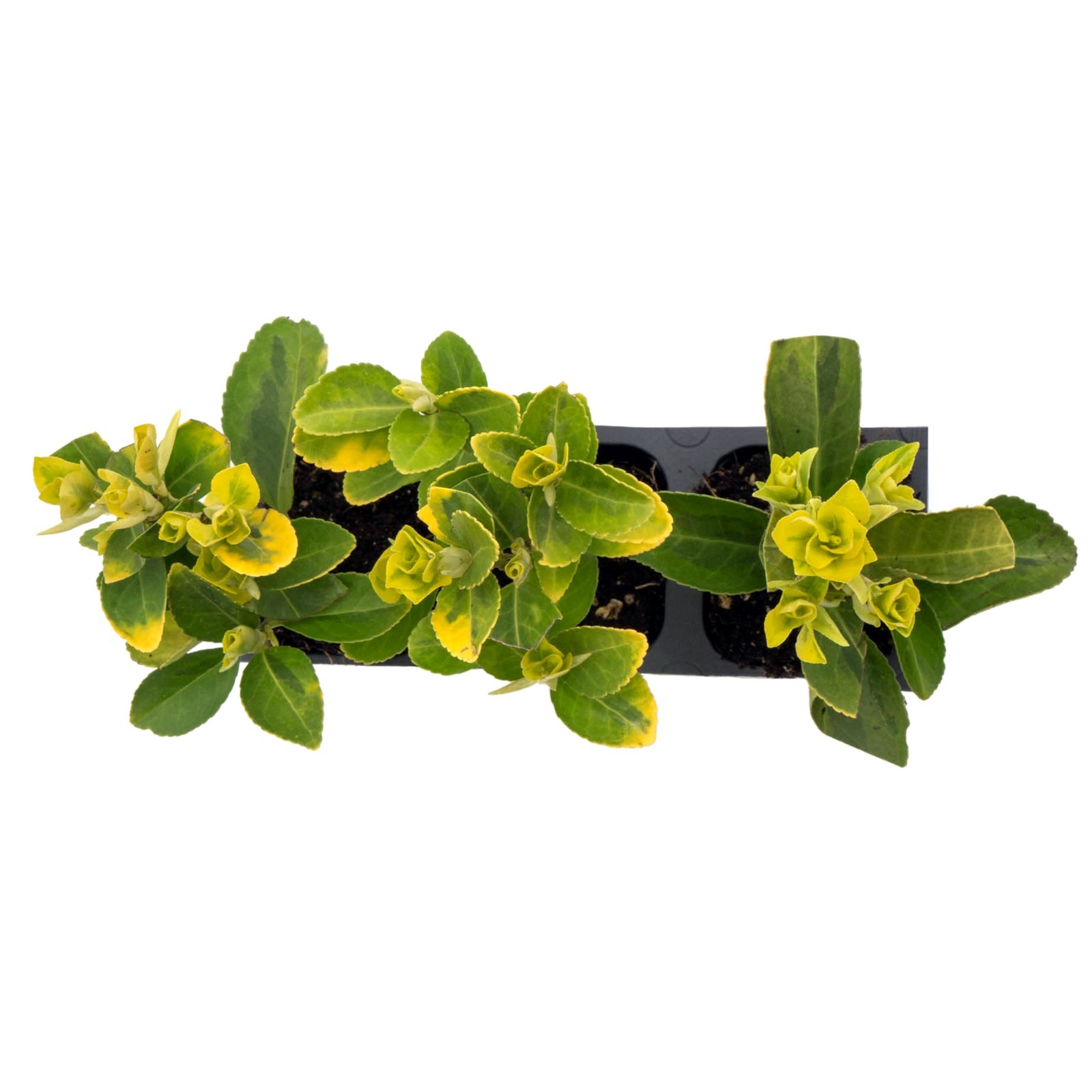 Golden Euonymus, Live Plants in 2.5″ Nursery Cubes, Japonica ‘Aureo-Marginatus’