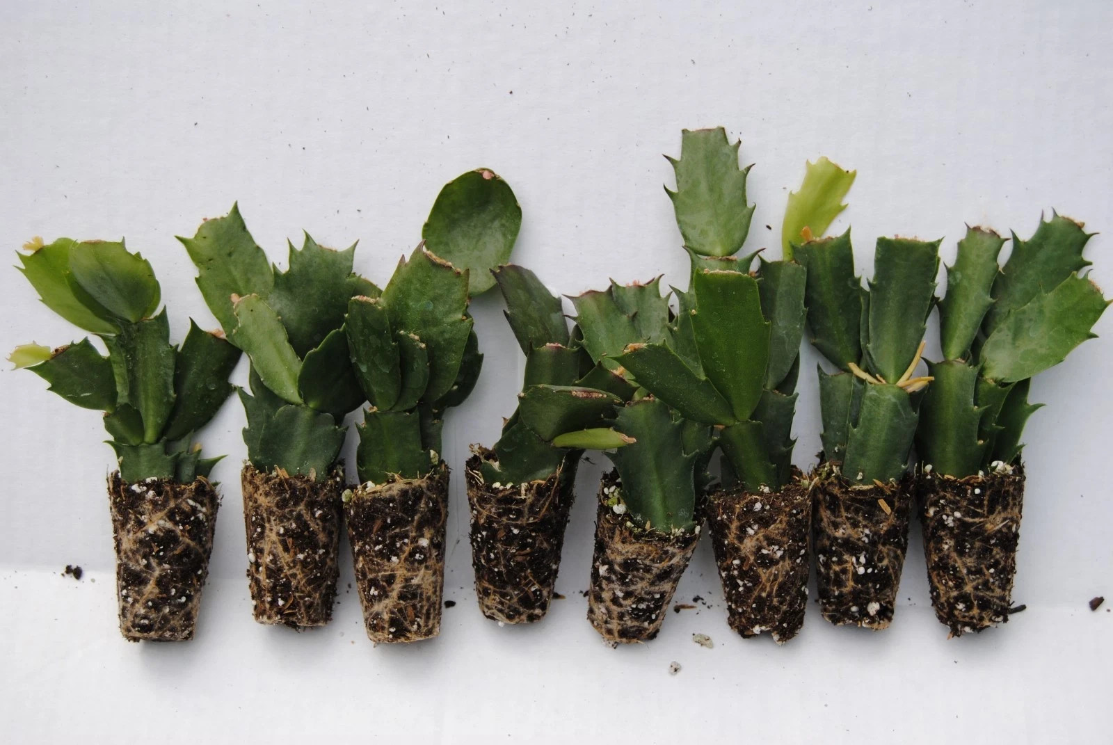 U Pick Any 10 Christmas Cactus/Schlumbergera Truncata Plants