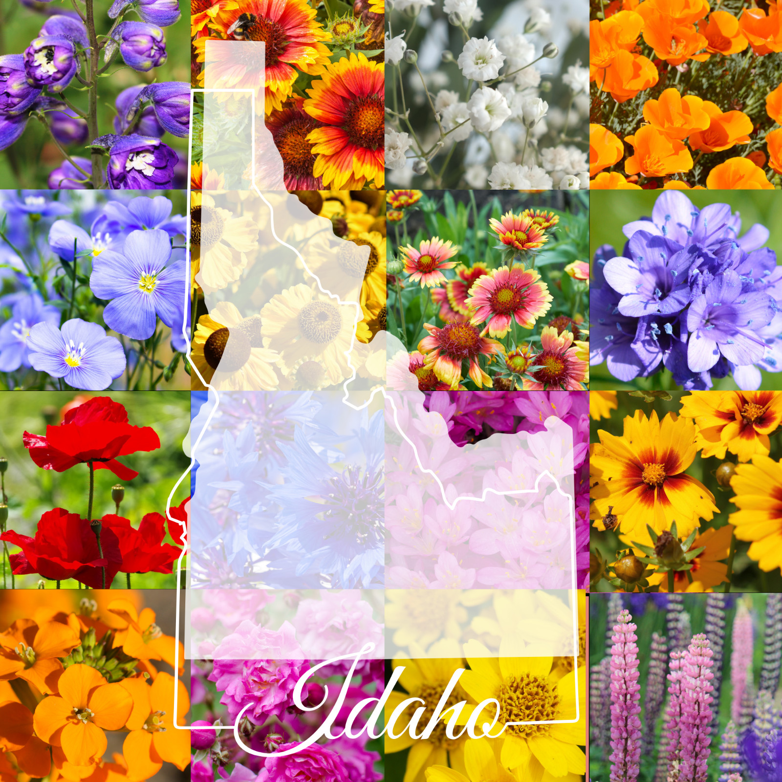 1/2 Pound Idaho Bulk Wildflower Seed Mix 1/2lb Covers 1,600sq-ft