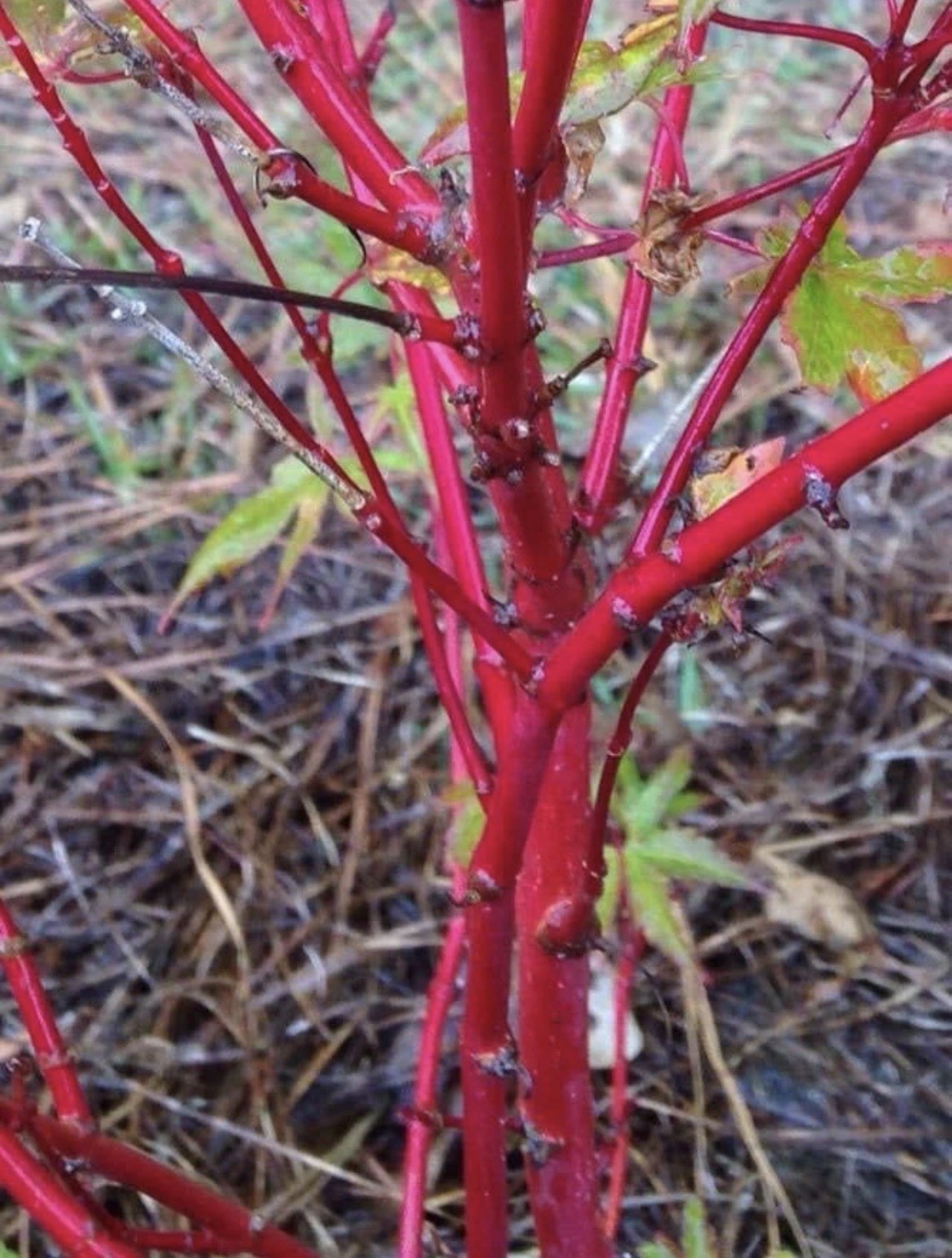 6-12″ tall Acer palmatum ‘Winter Red’ Coral Bark Japanese Maple 1 year old