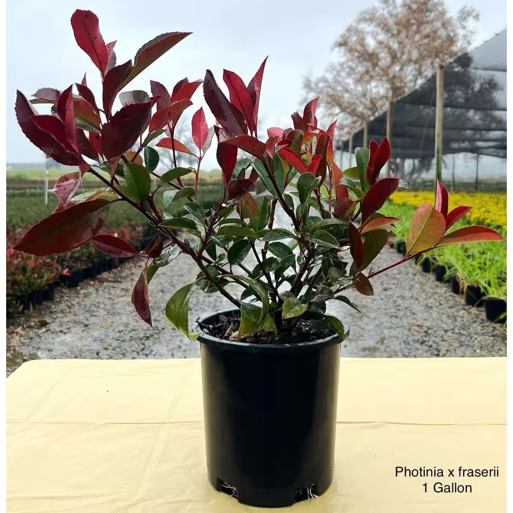 2.5 Qt. Red Tip Photinia (Photinia X Fraseri) Evergreen Shrub with Fragrant Whit