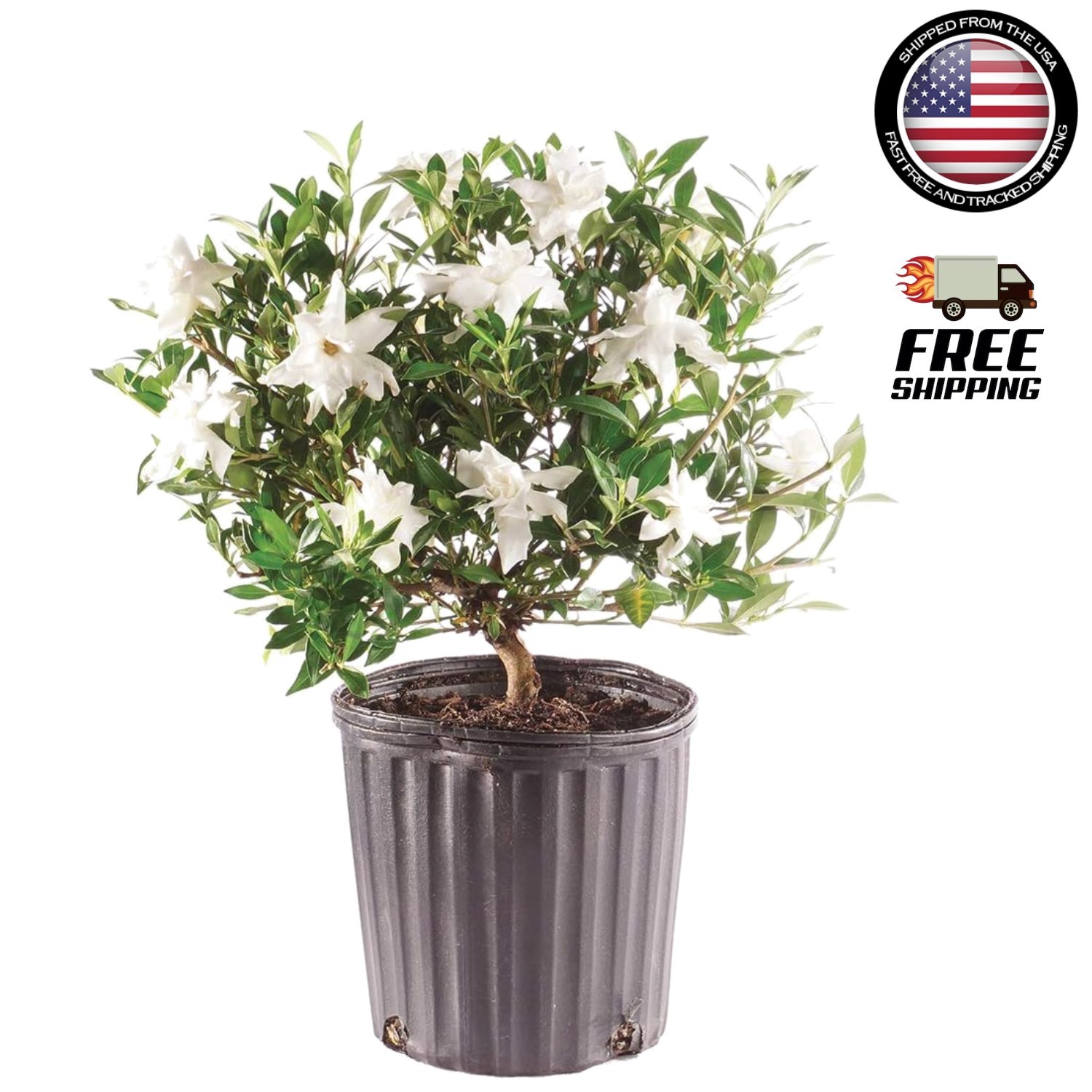 Elegant Gardenia Live Bonsai Tree – 4 Old – 6-8 Inches Tall in Grower Pot