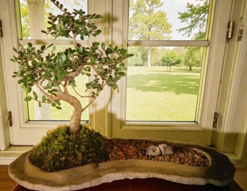 Live 7 Yr Old Chinese Elm Bonsai Tree On Rock Slab Tiered Style 14″H Ulmus