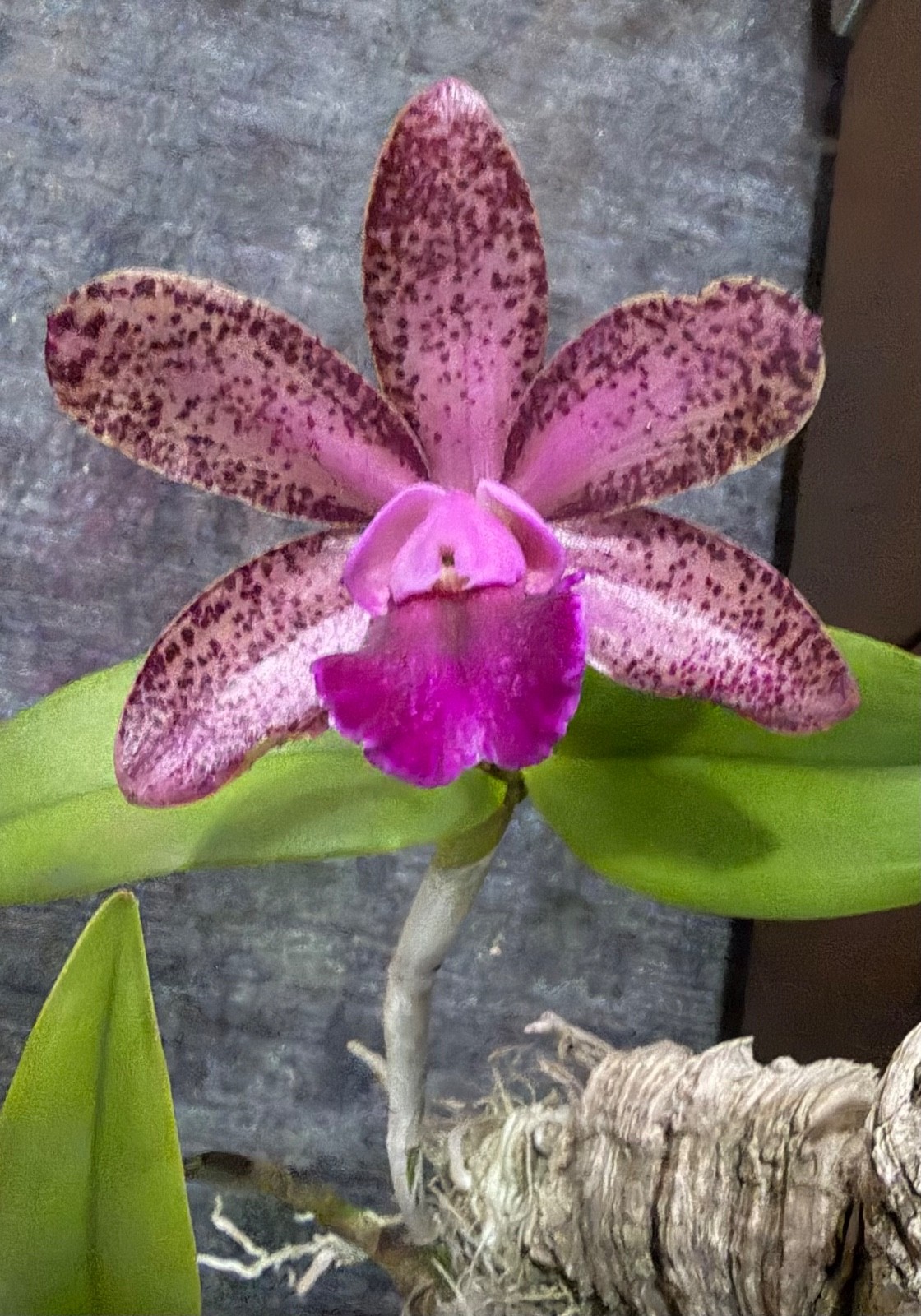 C. Durigan AM/AOS x C. Mark Jones Spotted Fragrant Cattleya BLOOMING NOW on cork