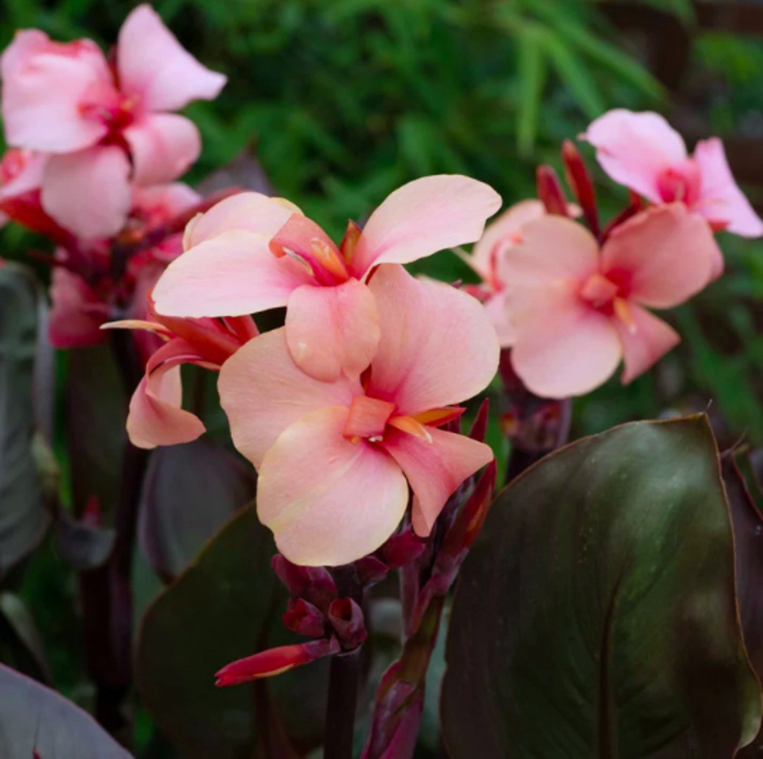12 Canna ‘Cannova Bronze Peach’ fresh viable seeds 2025 harvest NEW ITEM 2026