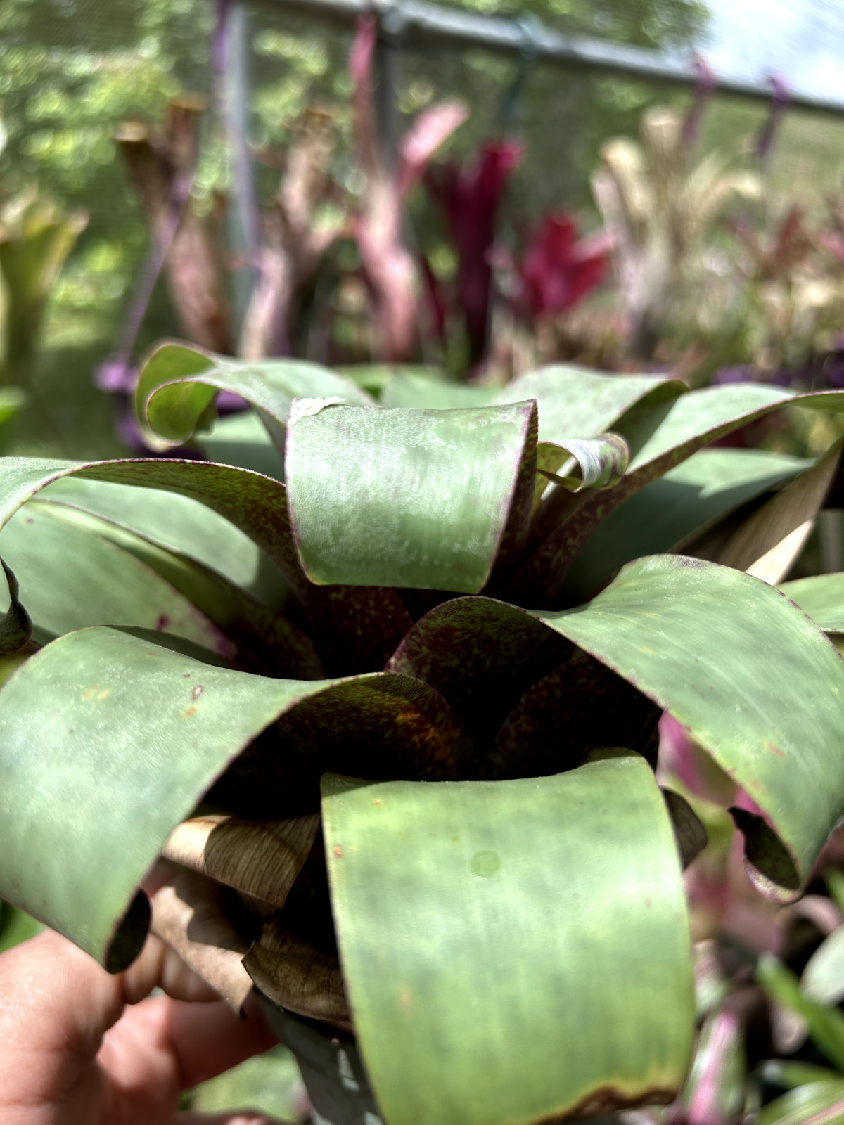 Bromeliad Sale! Vriesea botofagensis (species)