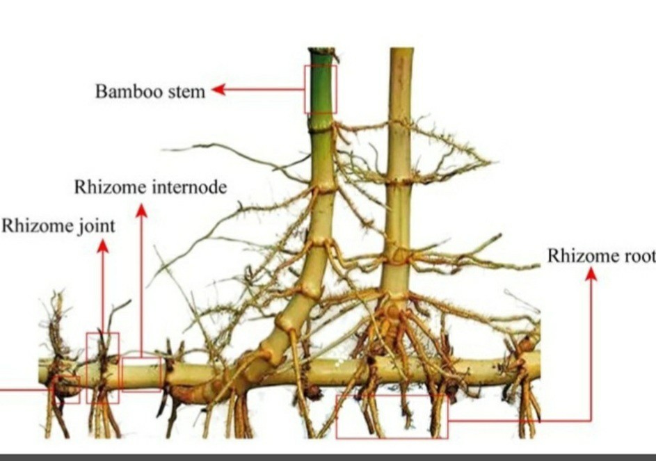 Golden Fishpole Bamboo Phyllostachys Aurea Live Plant Root Rhizome Great Privacy