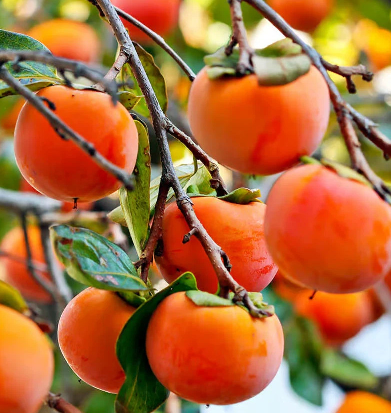 3 x Japanese Fuyu Persimmon Scions Cuttings 6-8 In Long For Rooting and Grafting