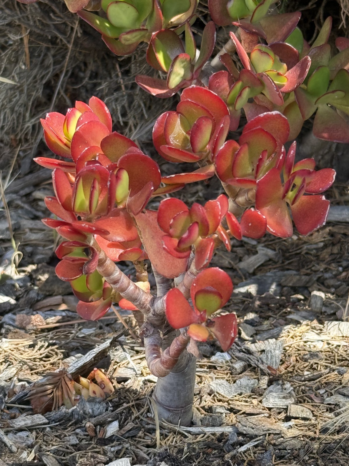 Crassula Ovata Jade Plant Rare Succulent Easy Care Live Plant 1-Cutting 2-3″