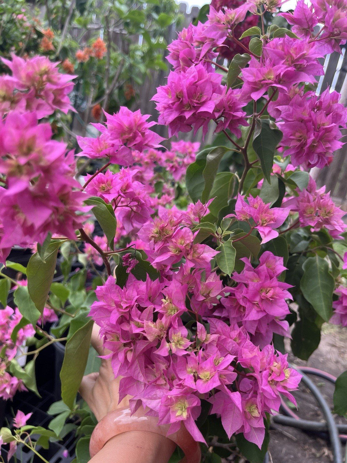 Doubld Petals Pink Bougainvillea 3 Gallon Pot 30 in Tall